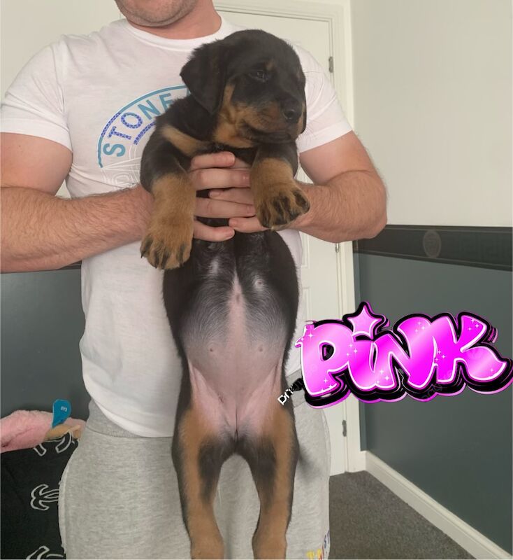 Champion Bloodline Rottweiler Puppies for sale in Aylesbury, Buckinghamshire - Image 10