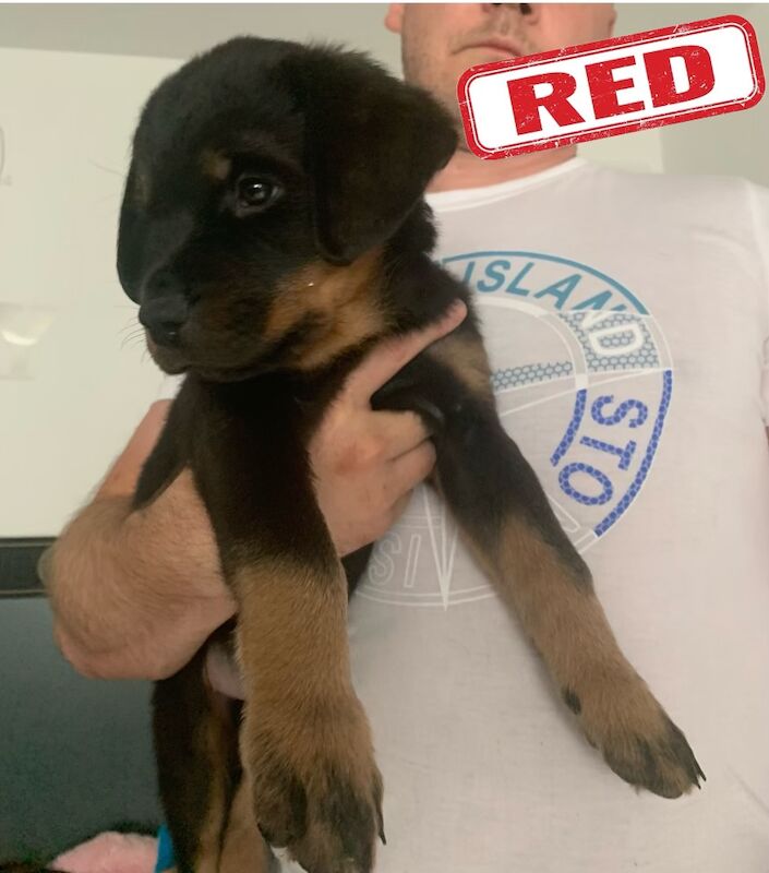 Champion Bloodline Rottweiler Puppies for sale in Aylesbury, Buckinghamshire - Image 13