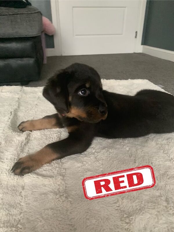 Champion Bloodline Rottweiler Puppies for sale in Aylesbury, Buckinghamshire - Image 15