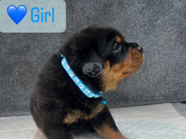 Champion line Rottweiler puppies for sale in Ardleigh Green, Havering, Greater London