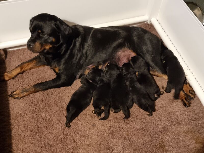 Championship bloodline kc reg puppies for sale in Oxlease, Hertfordshire - Image 2