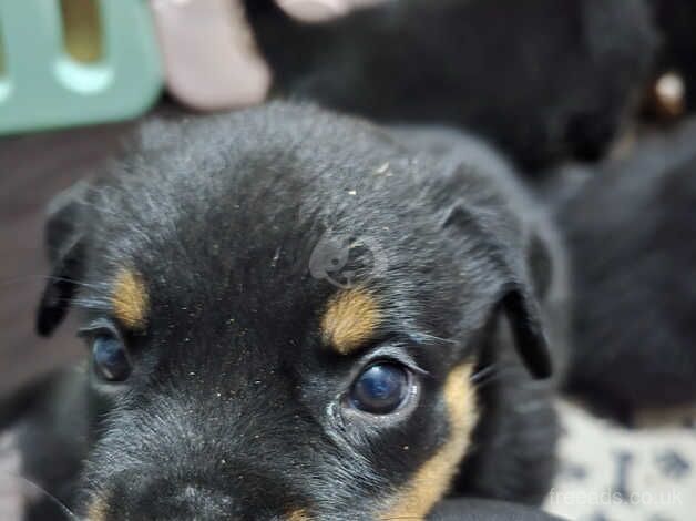 Chunky KC Reg Rottie pups £800-£1000 for sale in Birmingham, West Midlands - Image 2