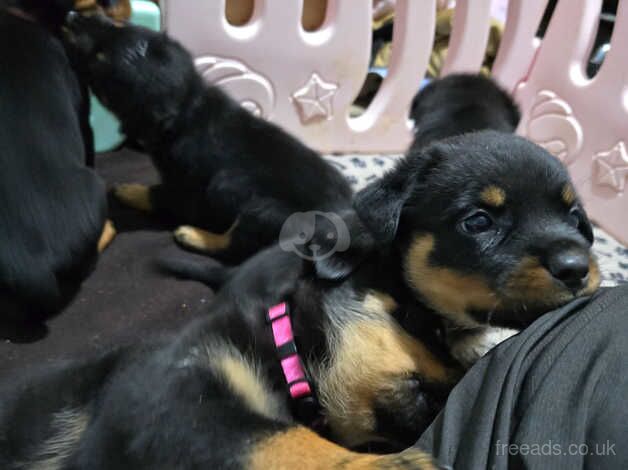 Chunky KC Reg Rottie pups £800-£1000 for sale in Birmingham, West Midlands - Image 3