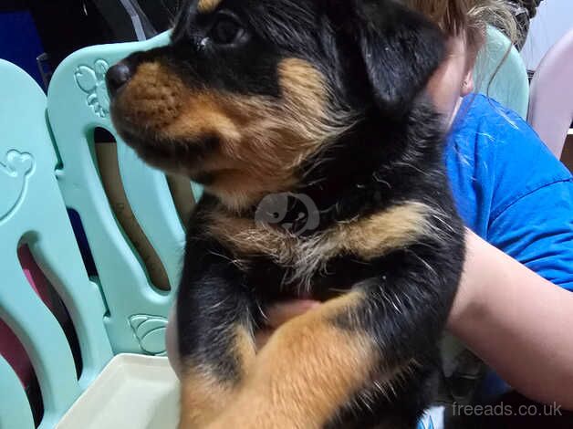 Chunky KC Reg Rottie pups £800-£1000 for sale in Birmingham, West Midlands - Image 4