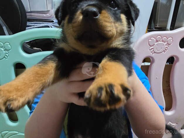 Chunky KC Reg Rottie pups £800-£1000 for sale in Birmingham, West Midlands - Image 5