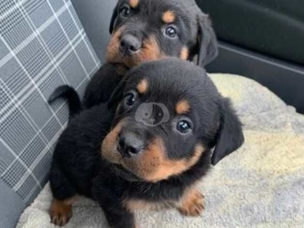 Chunky Kc Registered Rottweiler Puppy for sale in Coventry, West Midlands