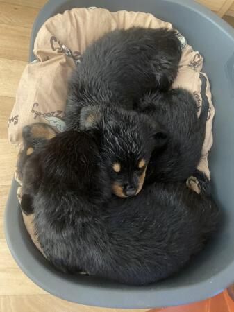 Chunky Rottweiler Puppies for sale in Chapel St Leonards, Lincolnshire - Image 1