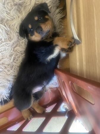 Chunky Rottweiler Puppies for sale in Chapel St Leonards, Lincolnshire - Image 2