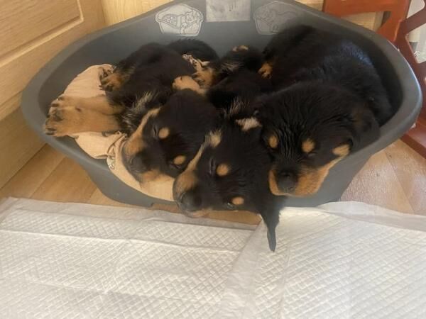 Chunky Rottweiler Puppies for sale in Chapel St Leonards, Lincolnshire - Image 3