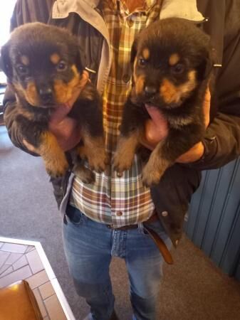Chunky Rottweiler Puppies for sale in Chapel St Leonards, Lincolnshire - Image 4