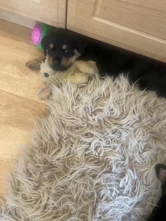 Chunky Rottweiler Puppies for sale in Chapel St Leonards, Lincolnshire - Image 5