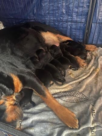 Chunky Rottweiler puppies for sale in Kent - Image 1