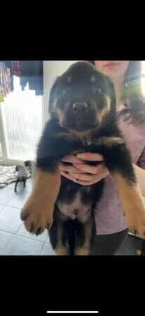 Chunky Rottweiler puppies for sale in Kent - Image 2