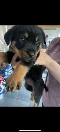 Chunky Rottweiler puppies for sale in Kent - Image 3
