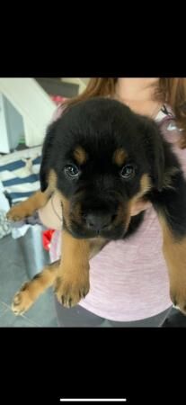 Chunky Rottweiler puppies for sale in Kent - Image 4