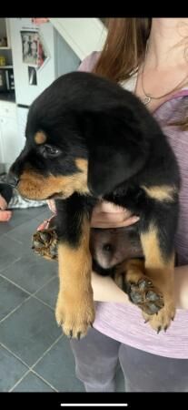 Chunky Rottweiler puppies for sale in Kent - Image 5