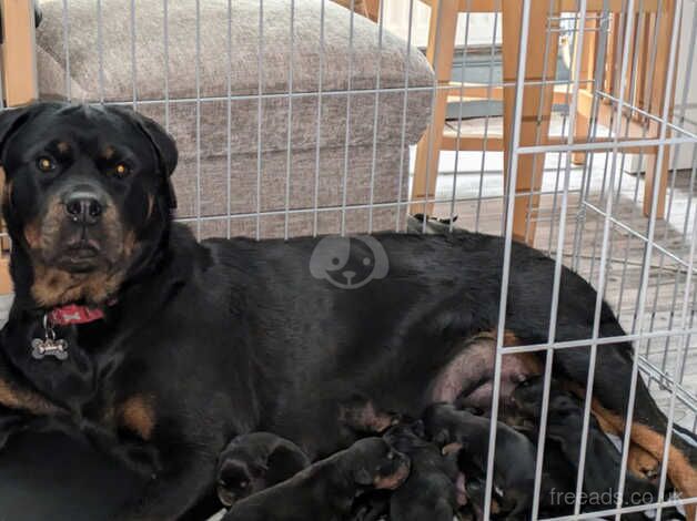 Chunky Rottweilers for sale in Huntingdon, Cambridgeshire - Image 1