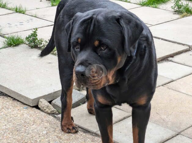 Chunky Rottweilers for sale in Huntingdon, Cambridgeshire - Image 2