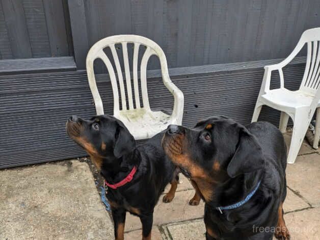 Chunky Rottweilers for sale in Huntingdon, Cambridgeshire - Image 3