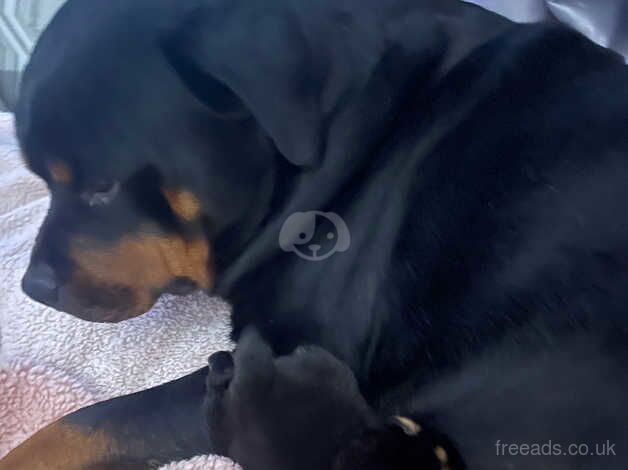 Female German Rottweiler pups for sale in Cradley Heath, West Midlands