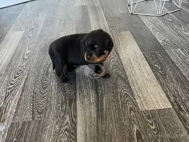 Female German Rottweiler pups for sale in Cradley Heath, West Midlands - Image 3