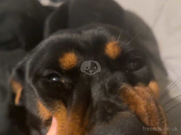 Female Rottie pup for sale in Birmingham, West Midlands - Image 2