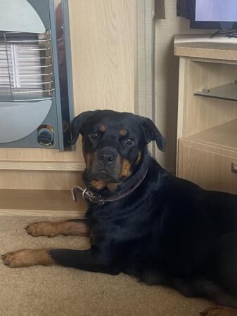 Female Rottweiler 3 years old for sale in Chapel St Leonards, Lincolnshire - Image 1