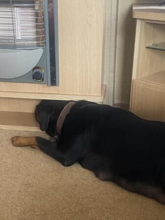 Female Rottweiler 3 years old for sale in Chapel St Leonards, Lincolnshire - Image 2