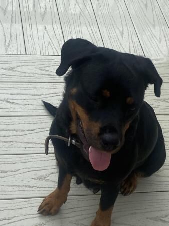 Female Rottweiler 3 years old for sale in Chapel St Leonards, Lincolnshire - Image 4