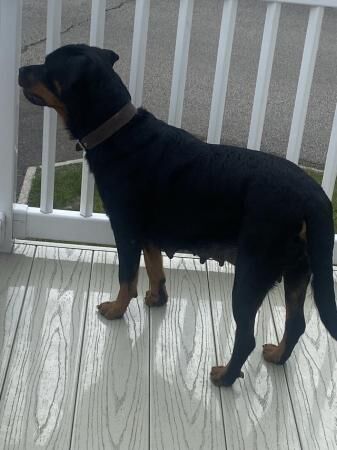 Female Rottweiler 3 years old for sale in Chapel St Leonards, Lincolnshire - Image 5