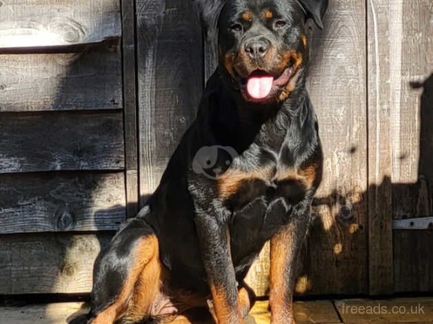 Female rottweiler for sale in Billingshurst, West Sussex