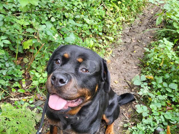 Female rottweiler for sale in Billingshurst, West Sussex - Image 2