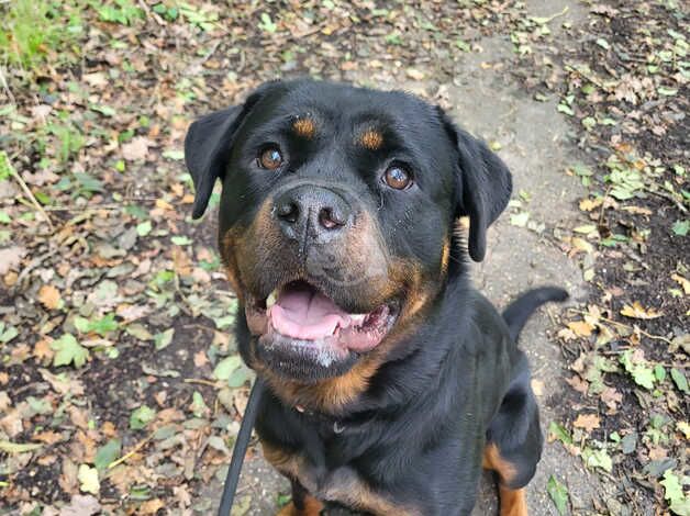 Female rottweiler for sale in Billingshurst, West Sussex - Image 3