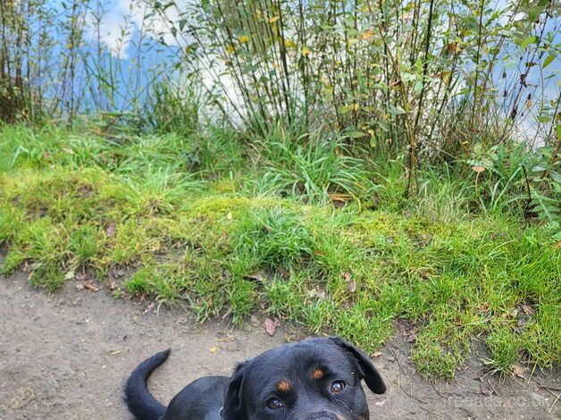 Female rottweiler for sale in Billingshurst, West Sussex - Image 4