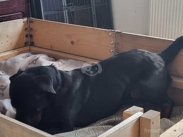 Female rottweiler for sale in Billingshurst, West Sussex - Image 5