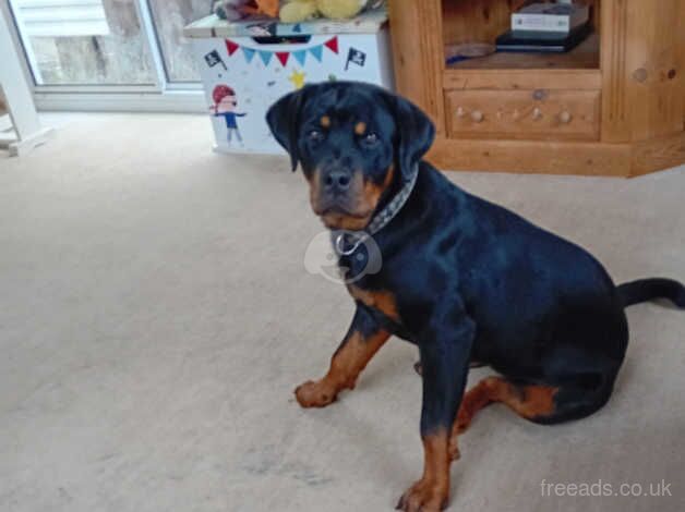 Female rottweiler for sale in Brighton, East Sussex