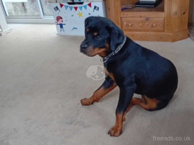 Female rottweiler for sale in Brighton, East Sussex - Image 2