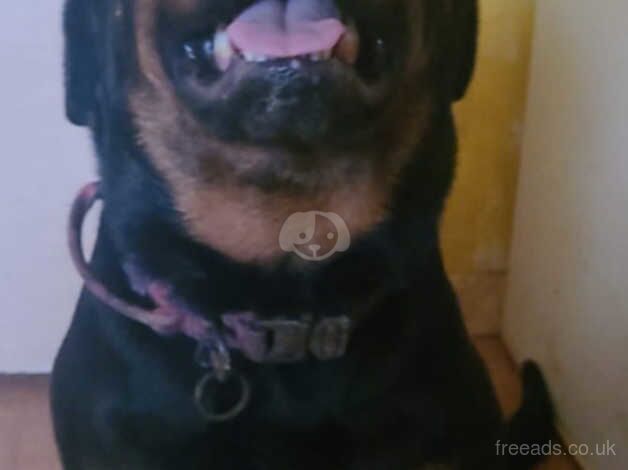 female rottweiler for sale in Southampton, Hampshire