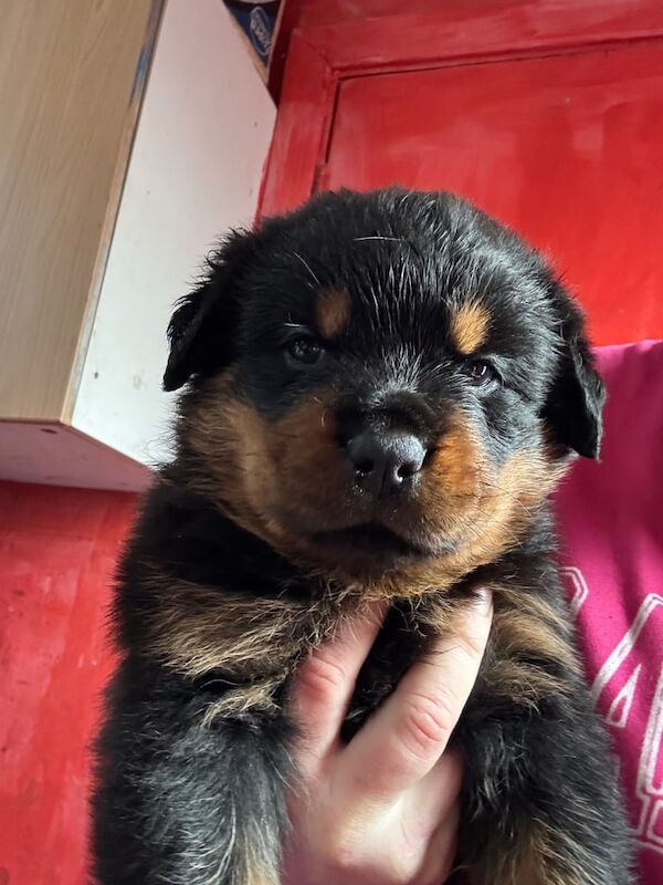 Female Rottweiler puppy for sale in Blackburn, Lancashire