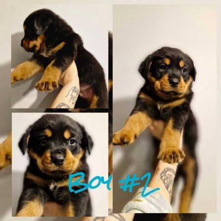 Fluffy Chunky Rottweiler Puppies! for sale in Sedlescombe, East Sussex - Image 2