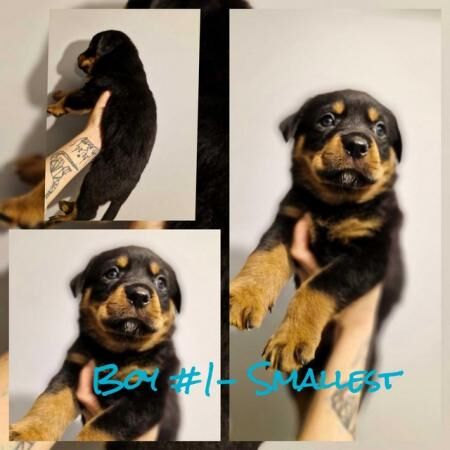 Fluffy Chunky Rottweiler Puppies! for sale in Sedlescombe, East Sussex - Image 3