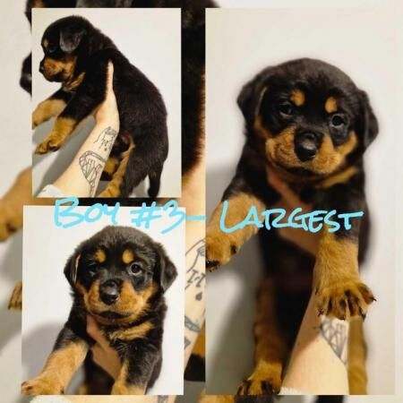 Fluffy Chunky Rottweiler Puppies! for sale in Sedlescombe, East Sussex - Image 4
