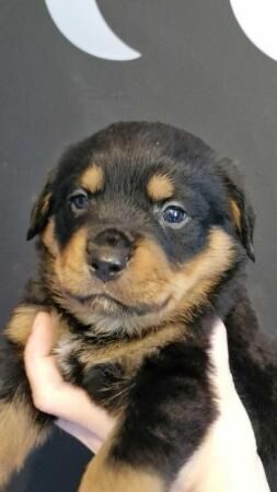 Fluffy Chunky Rottweiler Puppies! for sale in Sedlescombe, East Sussex - Image 5