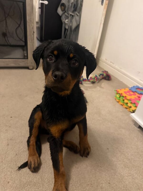 Four month old Rottweiler urgent rehome for sale in Gosport, Hampshire - Image 3