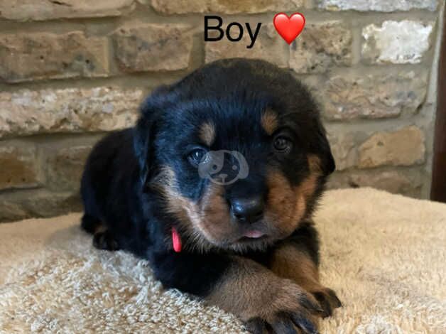 Full Pedigree Rottweiler Puppies for sale in Maidstone, Kent