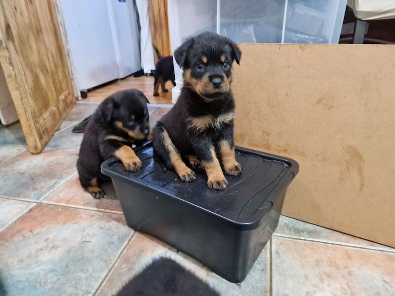 Ready now KC Rottweilers champion bloodline for sale in Milton Keynes, Buckinghamshire - Image 11