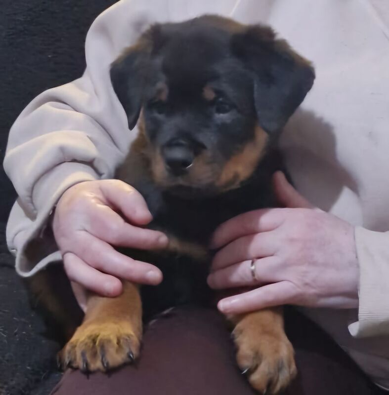 Ready now KC Rottweilers champion bloodline for sale in Milton Keynes, Buckinghamshire - Image 12