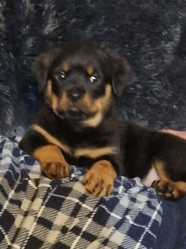 Ready now KC Rottweilers champion bloodline for sale in Milton Keynes, Buckinghamshire - Image 13