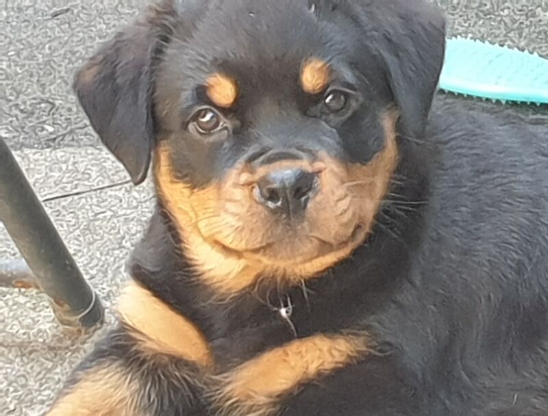 KC German Champion Bloodline Rottweiler for sale in Buckinghamshire