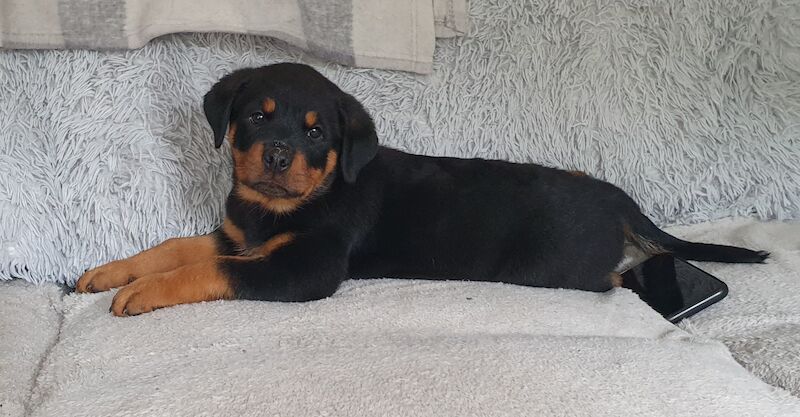 KC German Champion Bloodline Rottweiler for sale in Buckinghamshire - Image 6